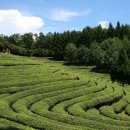 대한다원 이미지