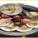 지금조개 이미지