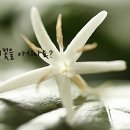 커피꽃