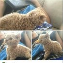 냥이와 양이 이미지