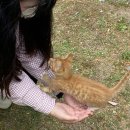 장미떡볶이 네이버블로그