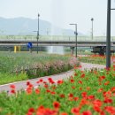 황룡강 꽃길 이미지