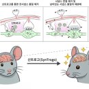 선명구조기술