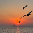 콘피드 | [일상] 조개포차 오이도 주꾸미 구이 솔직 후기🐙... 입 안에서 톡 터지는 봄의 맛