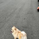 타코링링 이미지