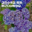 보은약수터 | 2025 강진 수국길 축제, 미리 다녀온 후기! 초대가수·볼거리·주차 총정리