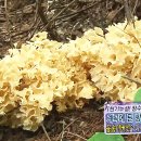MBC 생방송 오늘아침 TV속 정보 계곡에 핀 항암제! 산 속의 보물 꽃송이 버섯 이미지