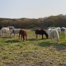재현축산 이미지
