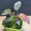 비바리움매니아 이미지