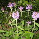 샘골농장 이미지