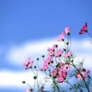 아름다운 이미지