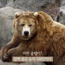 곰탱이 한국일보