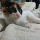 나의 집사 이미지