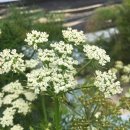 이삭피부나라 | '고본' 식물명의 유래