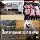 가평 애견동반 카페 리버뷰 강아지운동장 바베큐장 디온카페 이용 후기