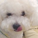 골드퍼피동물병원 공릉점 이미지