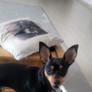 버르쟝머리