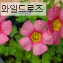 사랑초 와일드로즈 3분 이미지