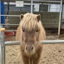 양지농장 | "용인 포레스트벨"(딸기체험&amp;동물체험) 수도권 체험농장 후기