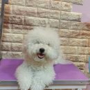 털뭉치살롱
