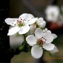 흔들리며 피는 꽃 이미지