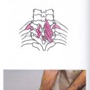 척추 굴곡을 증가시키는 에반스의 스트레칭+관절가동법 이미지