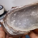 희귀 반려암(화성암) 표본 천연원석