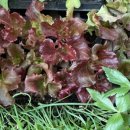 인복농장 이미지