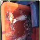 킹콩낚시 이미지