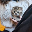 펫하임 강아지 고양이 이미지