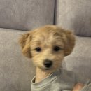 라라도그 이미지