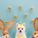 러브썸그루밍샵 이미지