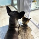 꼬리치랑개 이미지