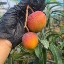 영롱농장 이미지