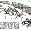 한국춘란 유월(06)달 관리와 배양/일액형상과 단상(740) 이미지