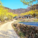 3월 여행(3월22일) 경북 의성 산수유 꽃 마을로 갑니다 이미지
