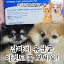 메이드비 | 강아지 유산균, 사람처럼 생존율까지 따져보고 선택한 이유 (메이드인랩 스웨비 후기)