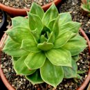 꿈의궁전 이미지