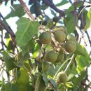 쿠쿠이나무 Nuez de la India, Diet Weight Loss Indian Walnut Nut Candlenut Tree 이미지