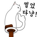 청춘 고양이 카페 이미지