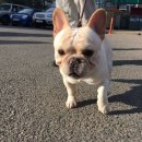 단디프렌치 이미지