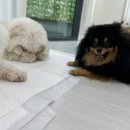 뒹굴뒹굴고양이 이미지