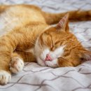 25세 동물병원 이미지