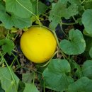 유)파파야 이미지