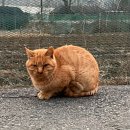 화정목장 이미지