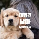 강아지내담