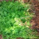 향호농장 이미지