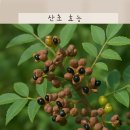 건강나무열매(줄기관) 태권도장 | 산초 효능 숨은 건강비밀! 산초 열매 기름 효능 입맛 돌고 속 편한 이유