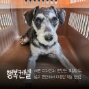 강아지 켄넬 | 4.8kg 분리불안 강아지 행복켄넬 350 사이즈 훈련 후기