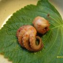 불쭈꾸미 이미지